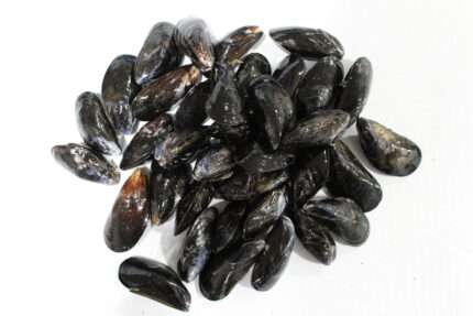 Mussels