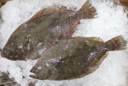 Fluke Fillets (Fresh)