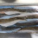 Whiting Fillet Slabs