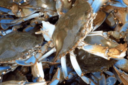 Whole Blue Crabs