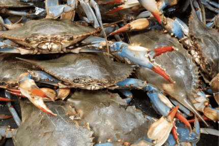 Soft Shell Crabs – Jumbo (Fresh)