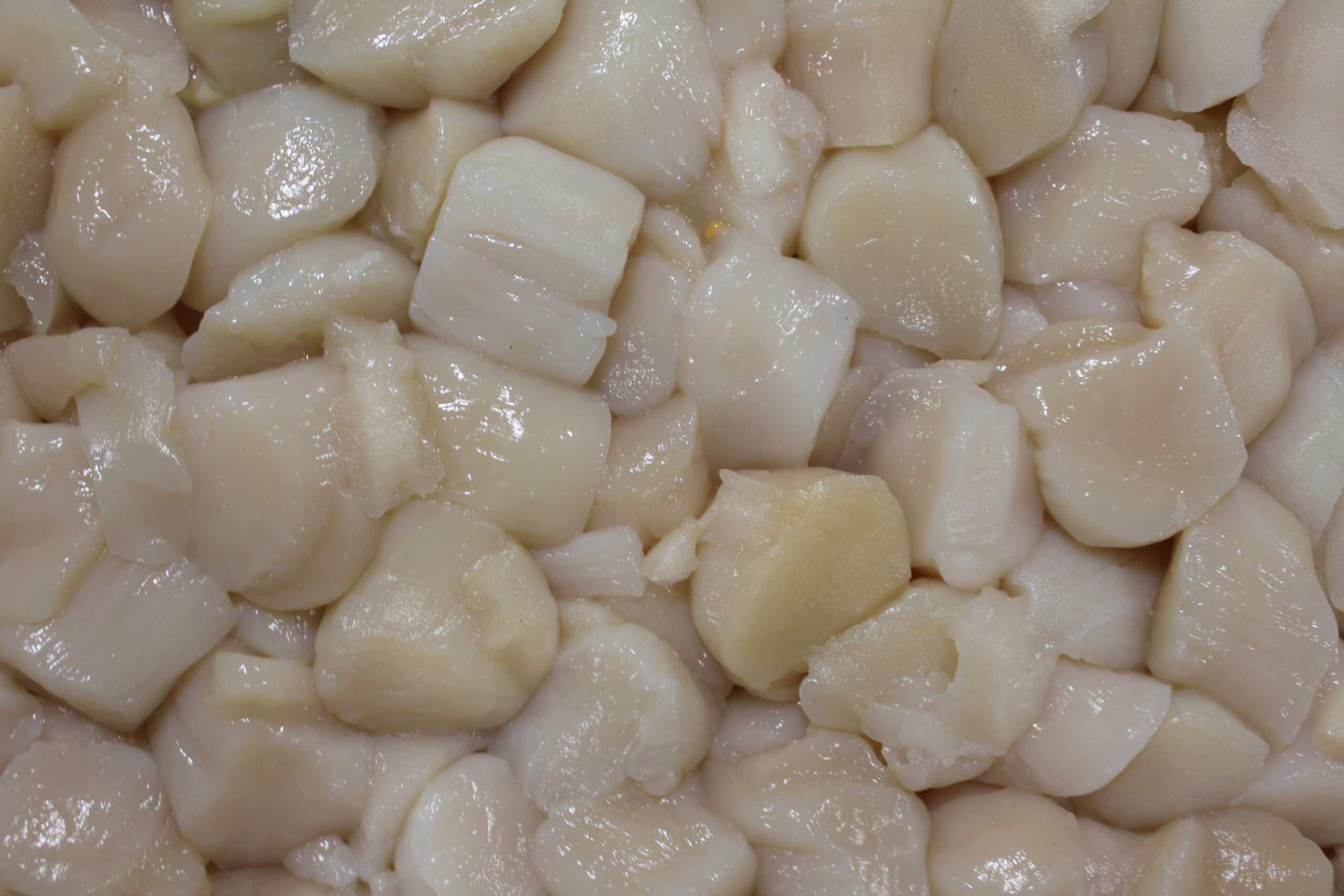 Fresh Sea Scallops