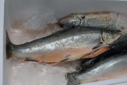 Arctic Char – Whole Fish (Fresh)