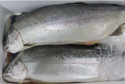 Ocean Trout – Whole Fish (Fresh)