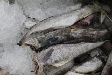 Hake Fillets