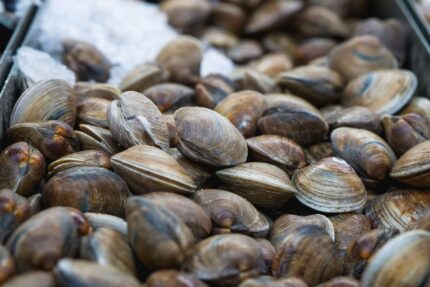 Middleneck Clams (Fresh)