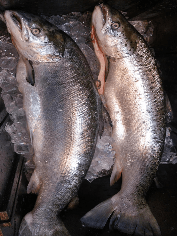 Whole Norwegian Salmon - E. Frank Hopkins Seafood