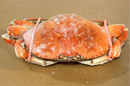 Whole Dungeness Crab