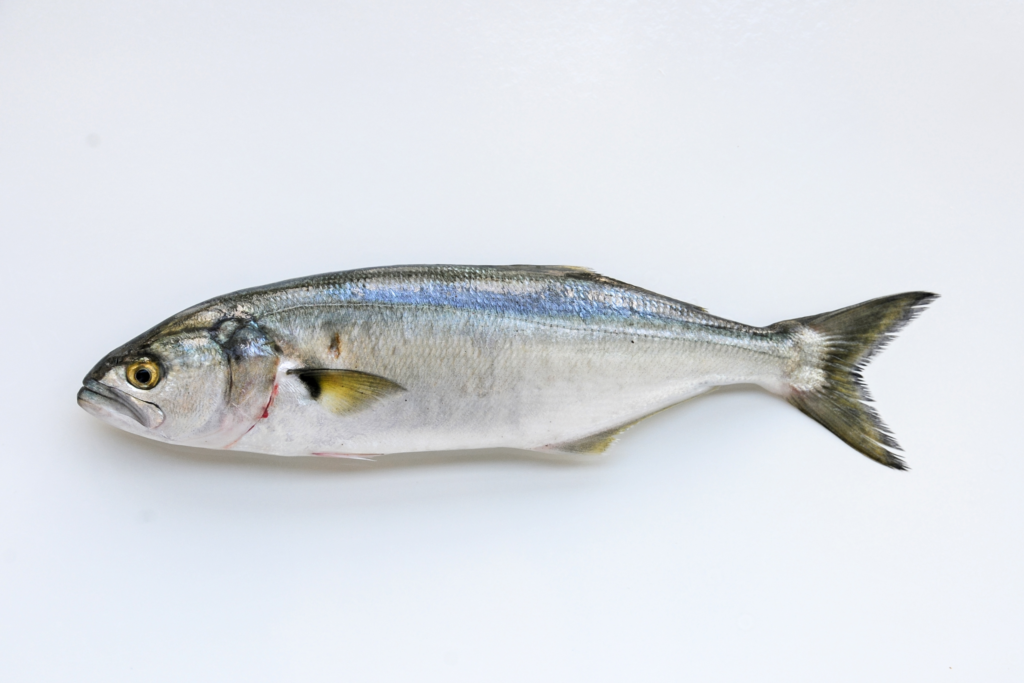 Bluefish - Whole Fish (Fresh) - Hopkins Seafood