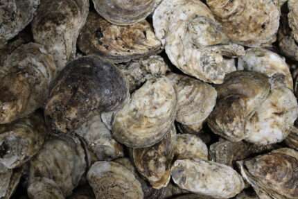 Oysters – Live, In Shell (100 Ct.)