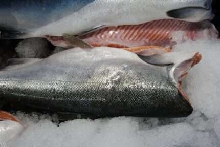 Coho Salmon Fillets