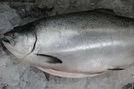 Farm Raised King Salmon – Whole Fish (Fresh)