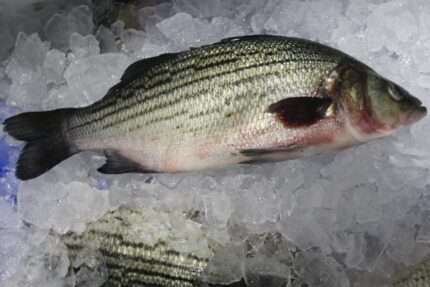 Striped Bass – Whole Fish (Fresh)