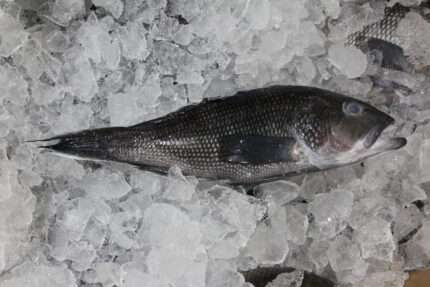 Black Sea Bass (Fresh)