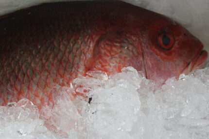 Red Snapper Fillets (Frozen)