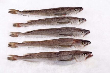 Whiting – Whole Fish (Fresh)