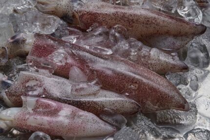 Whole Squid (Frozen)