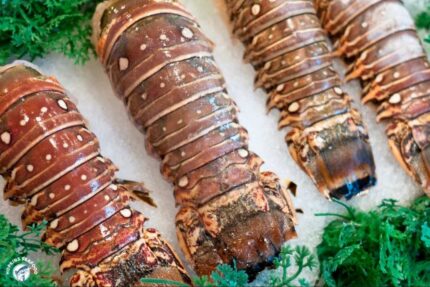 Frozen Brazilian Lobster Tails – 10 Lbs. Case