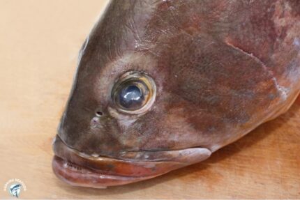 Frozen Grouper Heads (1-4 Lbs.) – 10 Lbs. Case