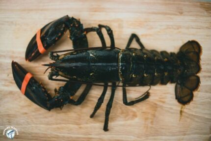 Frozen Lobster – Bodies – 25 Lbs. Case