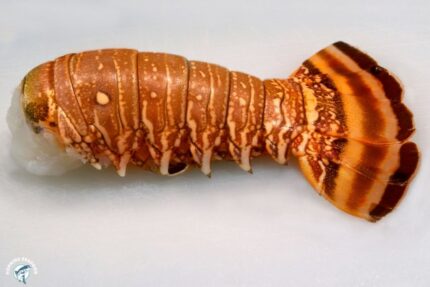 Frozen South African Lobster Tails – 10 Lbs. Case