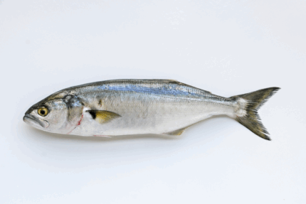 Fresh Whole Bluefish