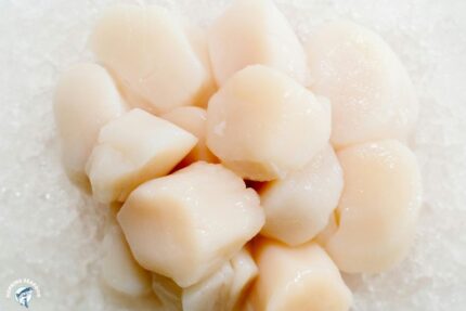 Fresh Dry Sea Scallops