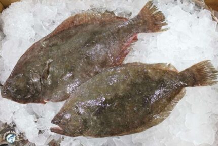 Fresh Whole Fluke