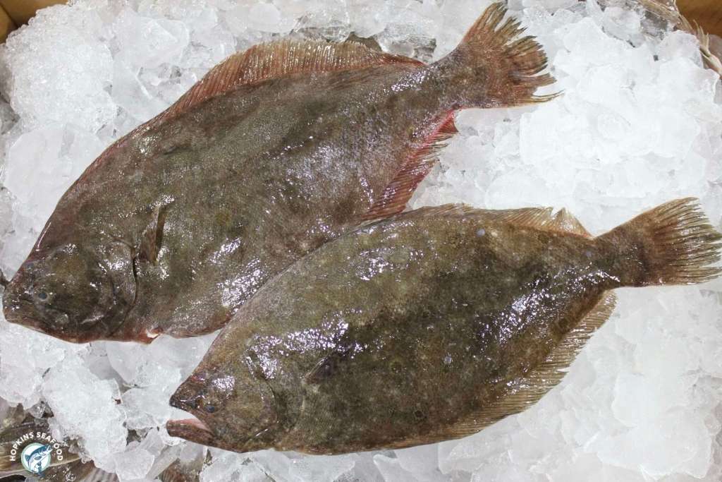 Fresh Whole Fluke