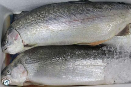 Fresh Whole Ocean Trout (~ 9 Lbs.)