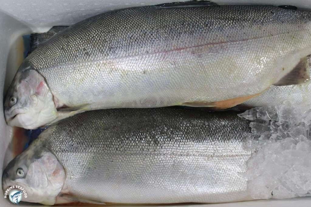 Fresh Whole Ocean Trout
