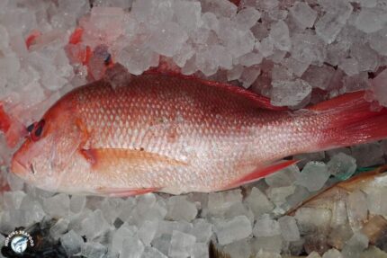 Frozen Whole Red Snapper – Scaled & Gutted (.5-.75 Lbs.) – 10 Lbs. Case