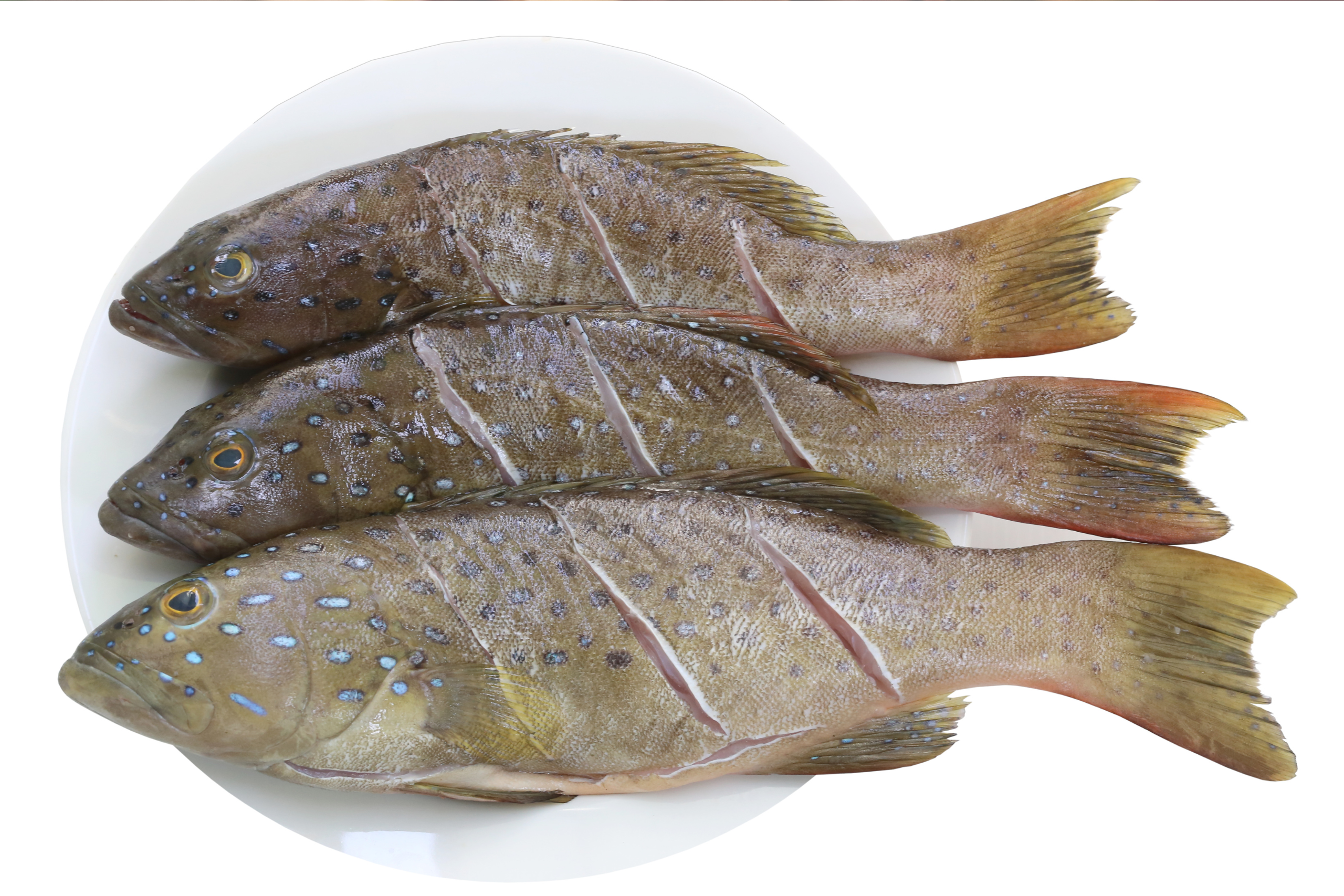 Fresh Whole Red Grouper (~ 4 Lbs.)