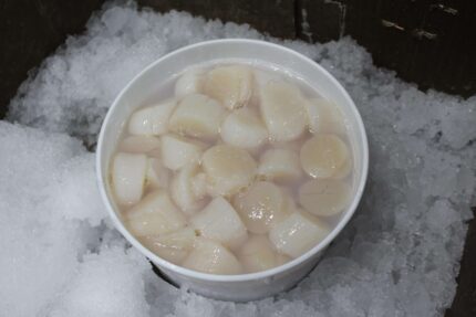 Wet Sea Scallops – Processed (Fresh)