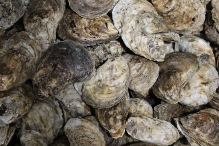 Fresh Oysters (Counts) – 1 Gallon Tub