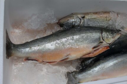 Fresh Arctic Char Fillets (1-2 Lbs.)