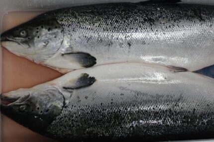 European / Norwegian Salmon – Whole Fish (Fresh)