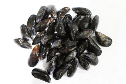 Fresh Mussels – Retail Box – 20 Lbs. Case
