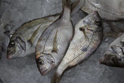 Porgy – Whole Fish (Fresh)
