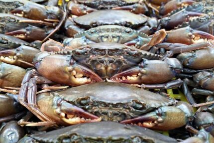 Fresh Whole Soft-shell Crab – (Jumbo) – One Dozen
