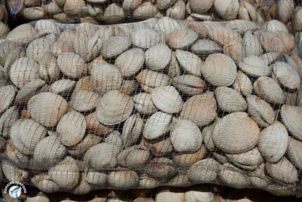 Fresh Whole Littleneck Clams – 125 Ct. Bag