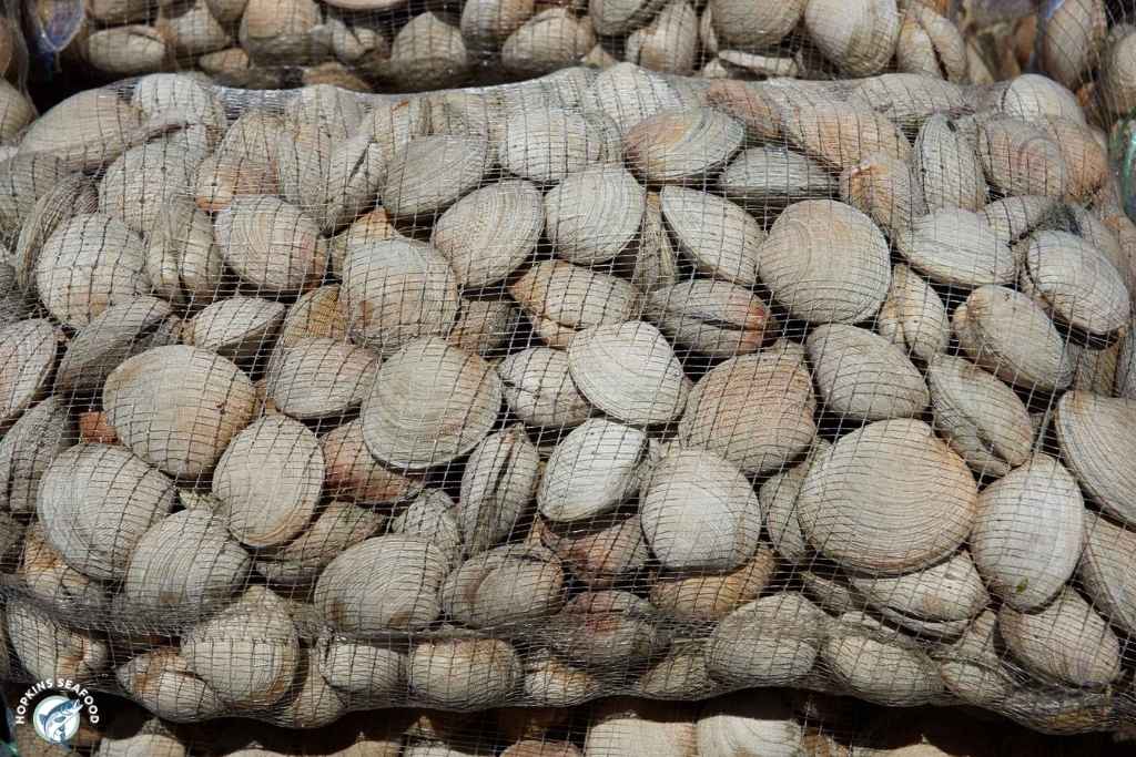 Littleneck Clams