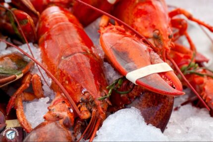 Fresh, Live Whole Lobster