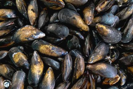Fresh Prince Edward Island (PEI) Rope Grown Mussels – 10 Lbs. Bag