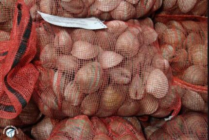 Fresh Whole Top Neck Clams – 125 Ct. Bag