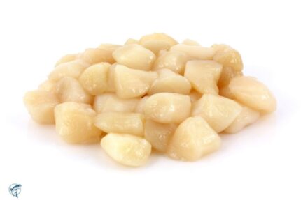 Fresh Large Bay Scallops – 1 Gallon Tub