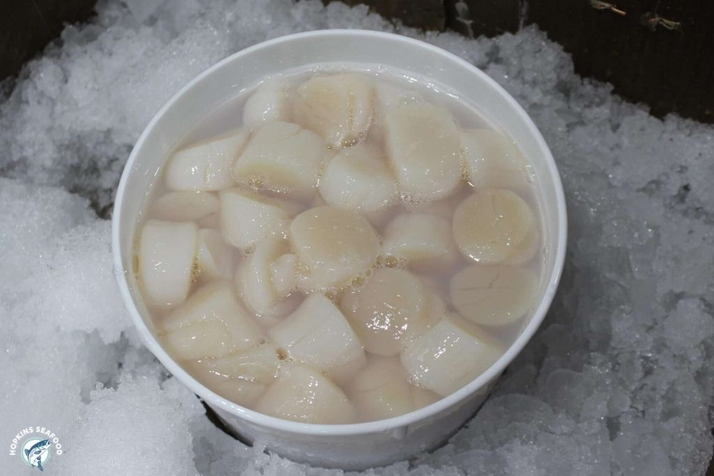 Wet Jumbo Sea Scallops