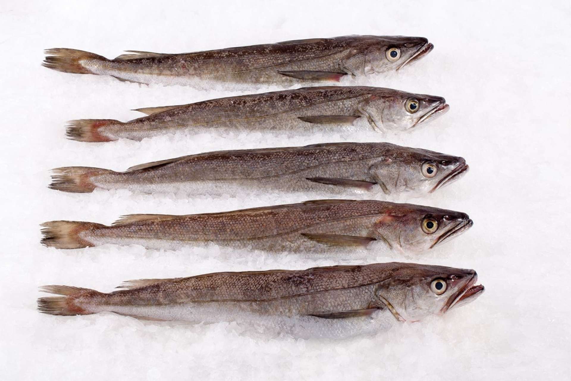 Fresh Premium Seafood Hopkins Seafood