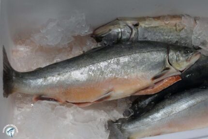 Fresh Whole Arctic Char (4-6 Lbs.)