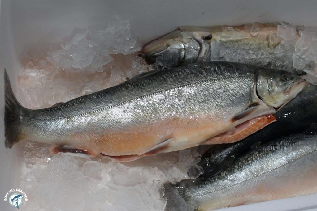 Whole Arctic Char